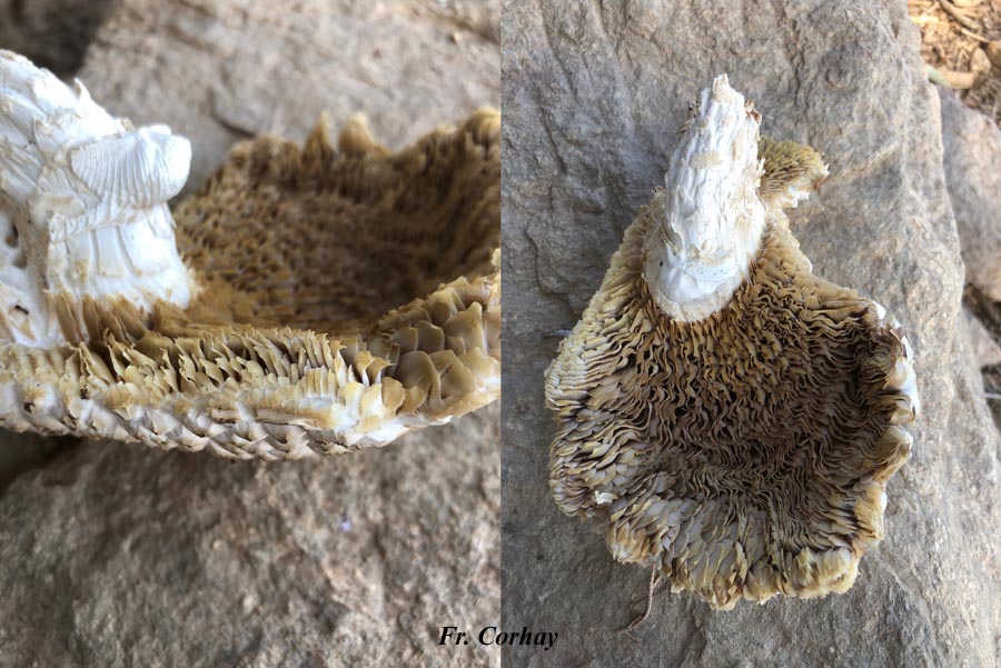 Agrocybe aegerita (Cyclocybe aegerita)